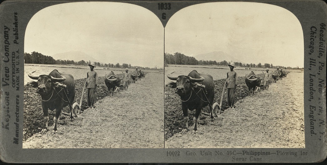 Philippines – Plowing for Sugar Cane.